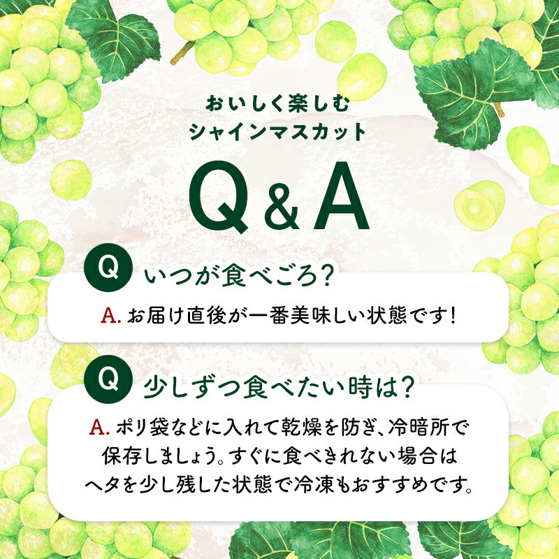 【ふるさと納税】【2026年先行予約】シャインマスカット約1kg 石川県加賀市産（ご家庭用） シャインマスカット マスカット ぶどう ブドウ 葡萄 デザート フルーツ 果物 くだもの 果実 食品 F6P-2629 - 画像3