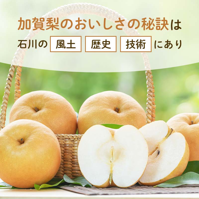 【ふるさと納税】【2026年先行予約】【訳あり】梨 福袋 5kg 旬の品種を1品種お届け くだもの 果物 フルーツ ご当地 食品 新水 なつしずく 幸水 豊水 あきづき 新高 新興 愛宕 F6P-2945 - 画像3