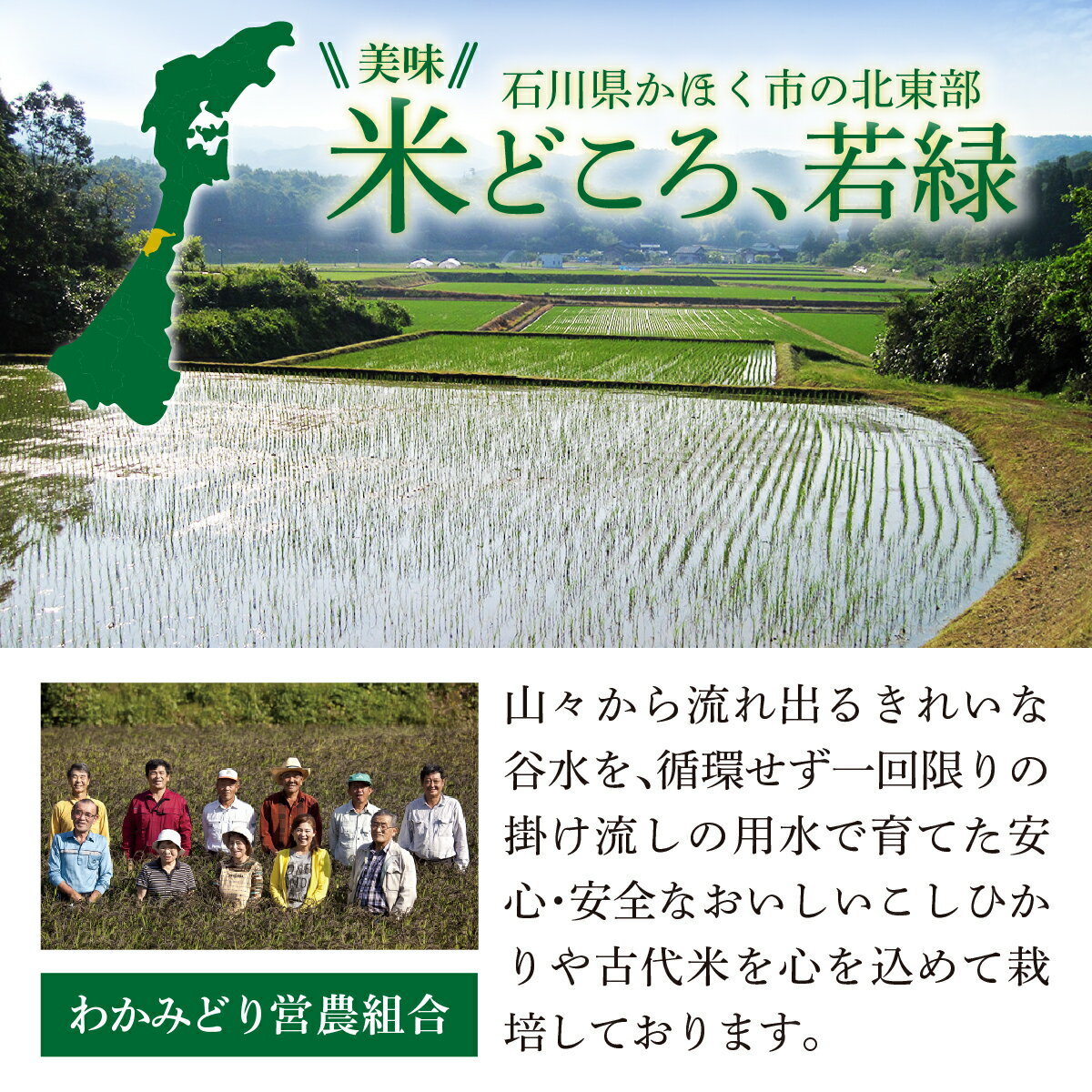 【ふるさと納税】【先行予約】【発送月が選べる】 特別栽培米 ミルキークイーン 5kg 若緑産 【2026年11月より順次発送】/ 令和8年産 新米 米 白米 精米 こめ コメ ご飯 ごはん おすすめ もちもち 食感 国産 5キロ 送料無料 - 画像3