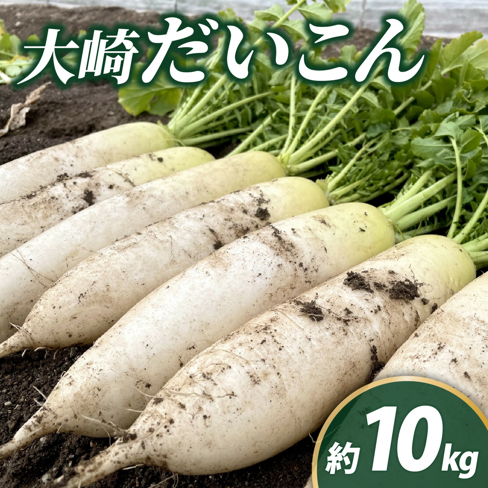＜2026年収穫分 先行予約＞大崎だいこん 1箱 10kg |大根 野菜 10キロ 石川県 ダイコン ベジタブル 美味しい おすすめ 煮物 鍋 おでん