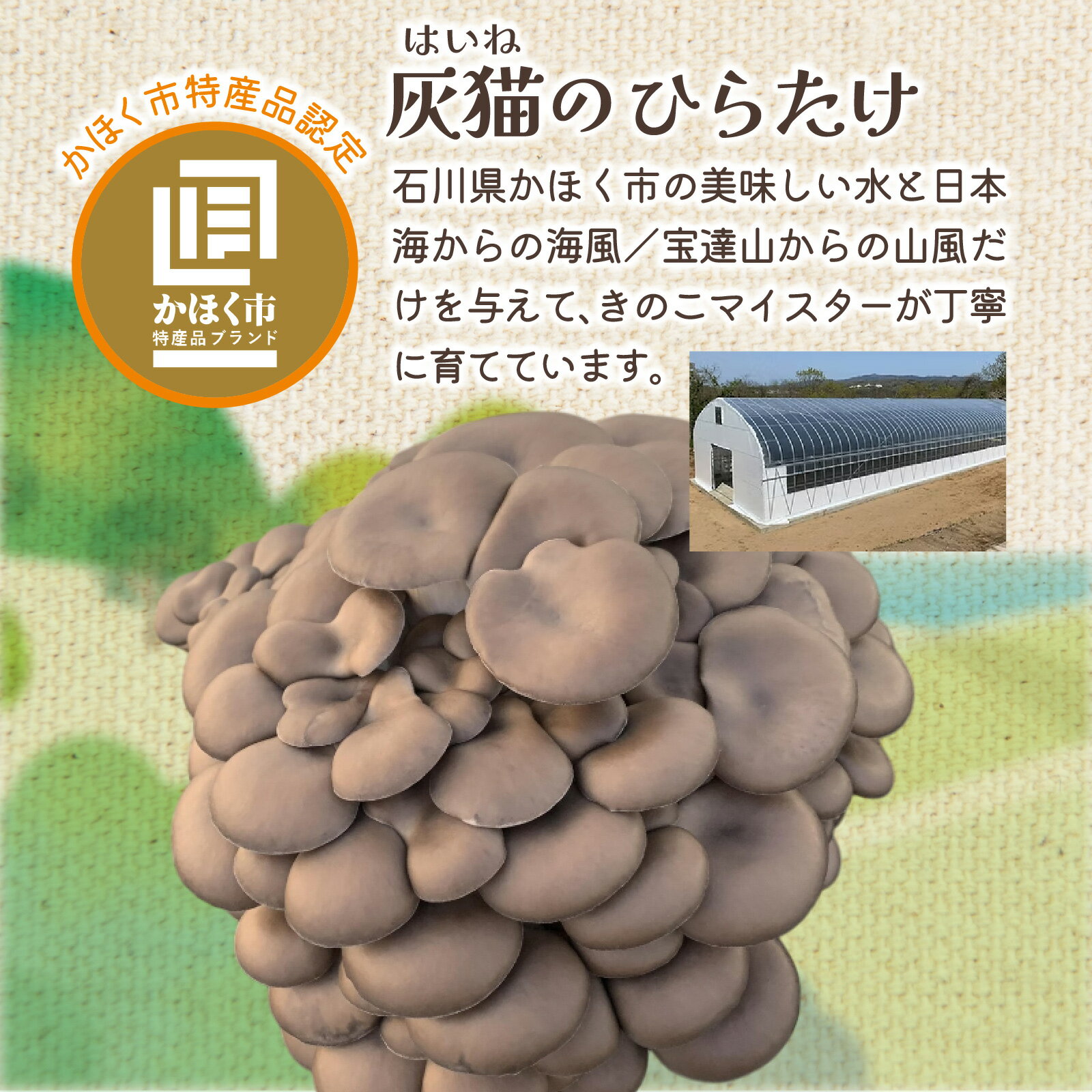 【ふるさと納税】灰猫のひらたけクリームスープ | 国産 食物繊維 ひらたけ 平茸 クリーム 濃厚 送料無料 - 画像3