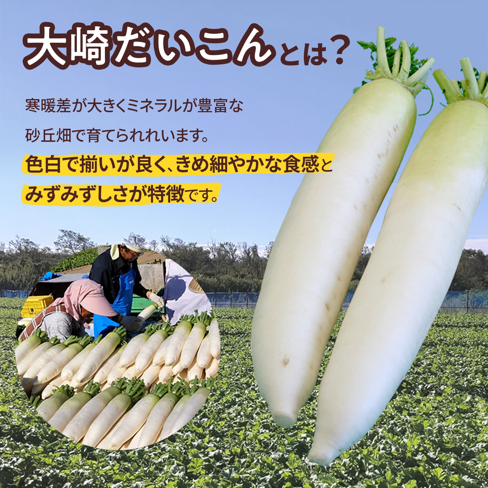 【ふるさと納税】＜2026年収穫分 先行予約＞大崎だいこん 1箱 10kg |大根 野菜 10キロ 石川県 ダイコン ベジタブル 美味しい おすすめ 煮物 鍋 おでん - 画像2
