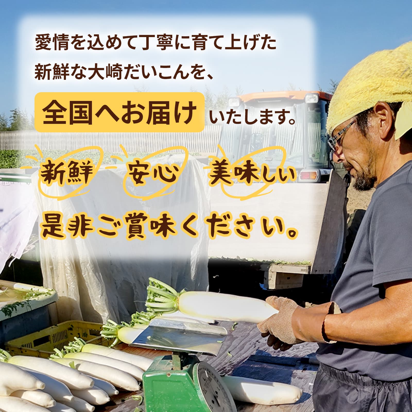 【ふるさと納税】＜2026年収穫分 先行予約＞大崎だいこん 1箱 10kg |大根 野菜 10キロ 石川県 ダイコン ベジタブル 美味しい おすすめ 煮物 鍋 おでん - 画像3