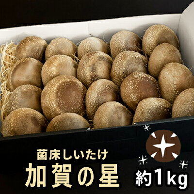 【2026年1月以降発送】菌床しいたけ　「加賀の星プレミアム」 野菜 きのこ きのこ類 食べ物 食材 肉厚 ジューシー 豊かな香り 旨味 国産 日本産 石川県産 国産野菜 国産シイタケ バター焼き 鍋物 ホイル焼き 　お届け：2025年1月以降順次発送