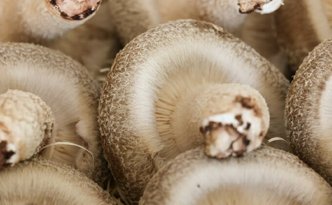 【ふるさと納税】【2026年1月以降発送】菌床しいたけ　「加賀の星プレミアム」 野菜 きのこ きのこ類 食べ物 食材 肉厚 ジューシー 豊かな香り 旨味 国産 日本産 石川県産 国産野菜 国産シイタケ バター焼き 鍋物 ホイル焼き 　お届け：2025年1月以降順次発送 - 画像3