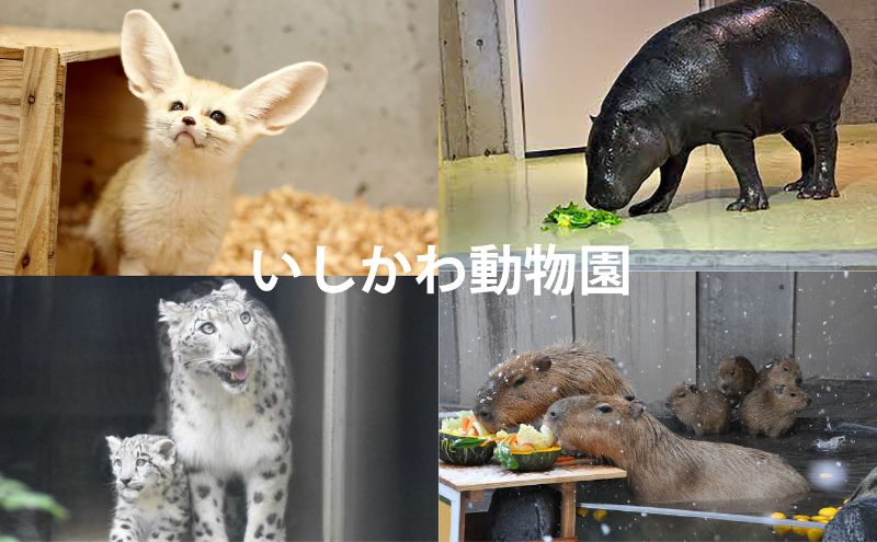 【ふるさと納税】チケット いしかわ動物園ペア入園券（一般＋3歳以上中学生以下）石川県 能美市 サムネイル3