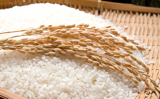 【ふるさと納税】【令和7年度産】手取りのすず風米こしひかり　白米5kg 　お届け：9月中旬から順次出荷 - 画像3