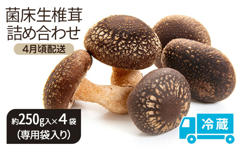 【ふるさと納税】【4月頃配送】菌床生椎茸詰め合わせ しいたけ 生しいたけ きのこ 冷蔵 川北町　お届け：2026年4月上旬～4月下旬 - 画像2