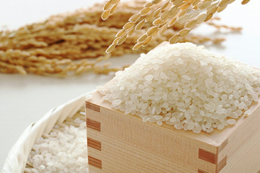 【ふるさと納税】 【令和7年産】 米 ひゃくまん穀 10kg [トミヨの里 石川県 志賀町 CB4036] お米 ひゃくまんごく おこめ こめ コメ 精米 白米 ご飯 ごはん ゴハン 10キロ - 画像2