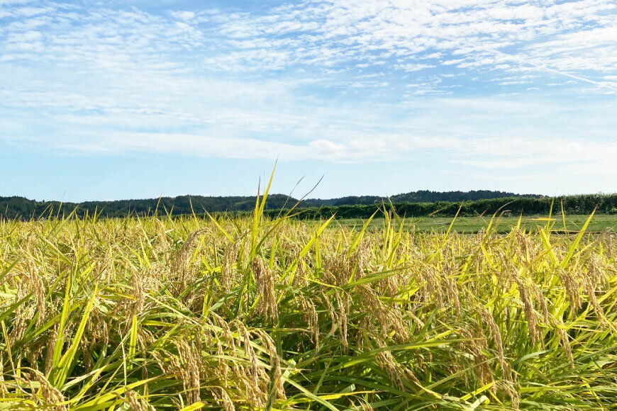 【ふるさと納税】 米 定期便 令和7年度産 3回 コシヒカリ 精米 5kg 計15kg [YUファーム 石川県 志賀町 CL5002] ご飯 お米 コメ 白米 - 画像3