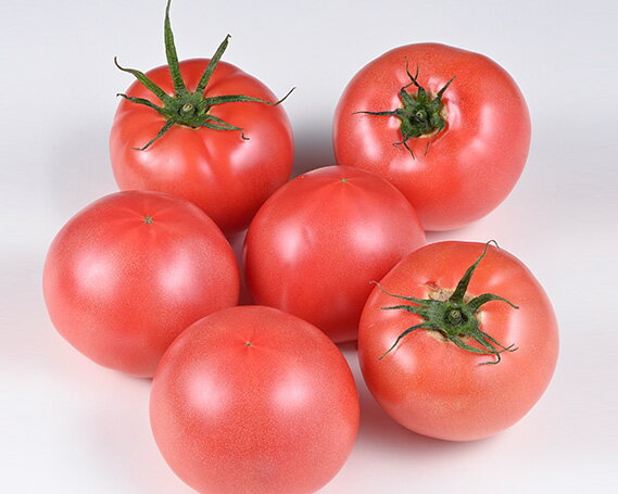 【ふるさと納税】 志宝トマト 約 4kg [モアショップヤマモト 石川県 宝達志水町 38601137] トマト とまと 野菜 食品 石川県産 ◎ - 画像3