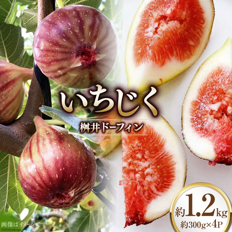 【期間限定発送】 いちじく 桝井ドーフィン 約1.2kg (約300g×4パック) [SAYONSA 石川県 宝達志水町 38601068] 冷蔵 イチジク フルーツ くだもの 無花果 期間限定 果物 朝どれ 産地直送 ◎