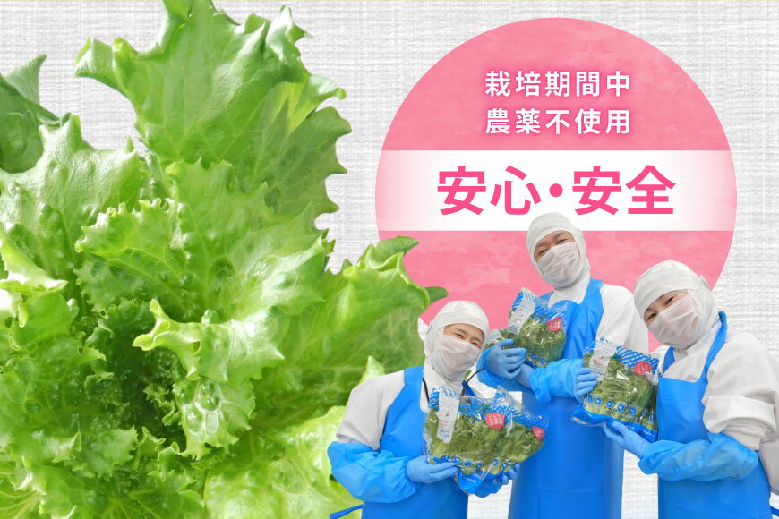 【ふるさと納税】 フリルレタス 10袋 セット [バイテックベジタブルファクトリー 石川県 中能登町 27ap0001] 野菜 レタス 葉物 葉物野菜 水耕栽培 - 画像3