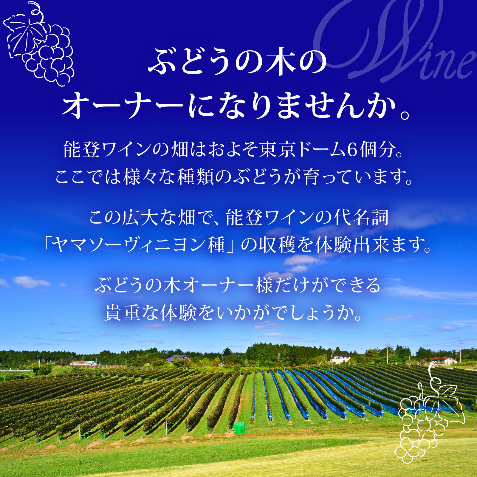 【ふるさと納税】能登ワイン ぶどうの木オーナー【令和8年 収穫体験】 サムネイル2