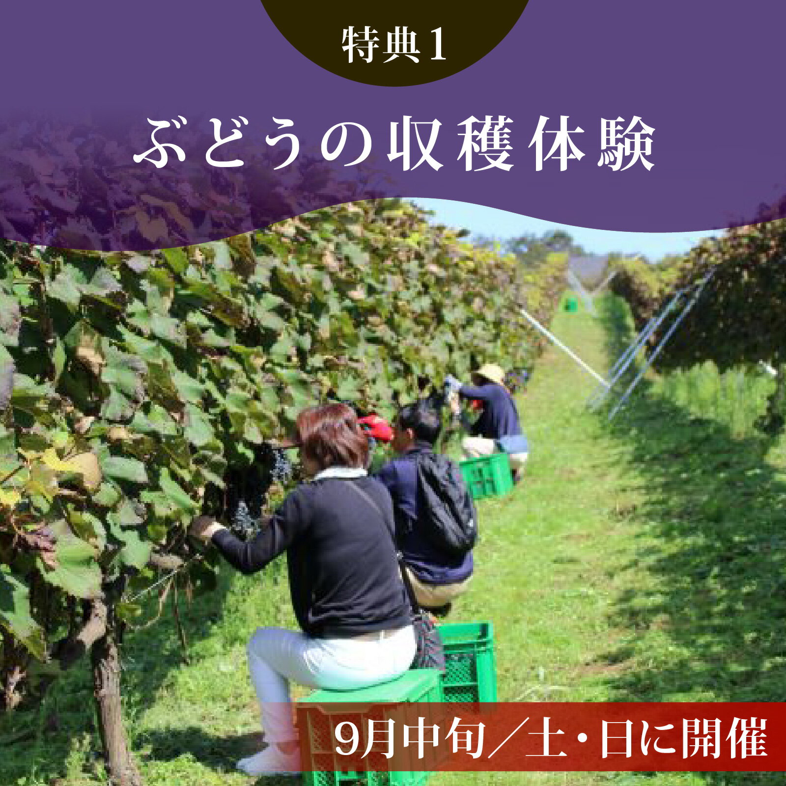 【ふるさと納税】能登ワイン ぶどうの木オーナー【令和8年 収穫体験】 サムネイル3