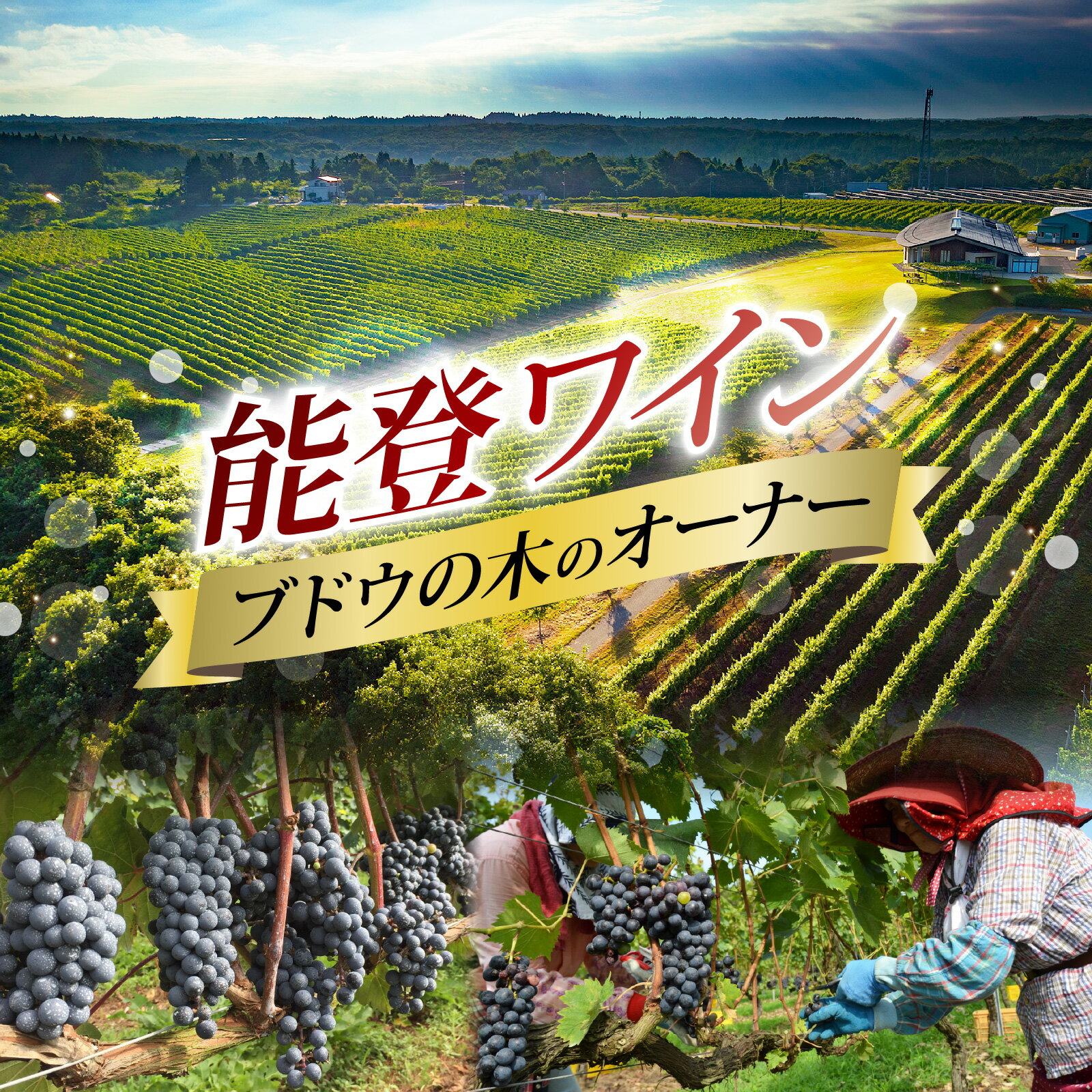 能登ワイン ぶどうの木オーナー【令和8年 収穫体験】