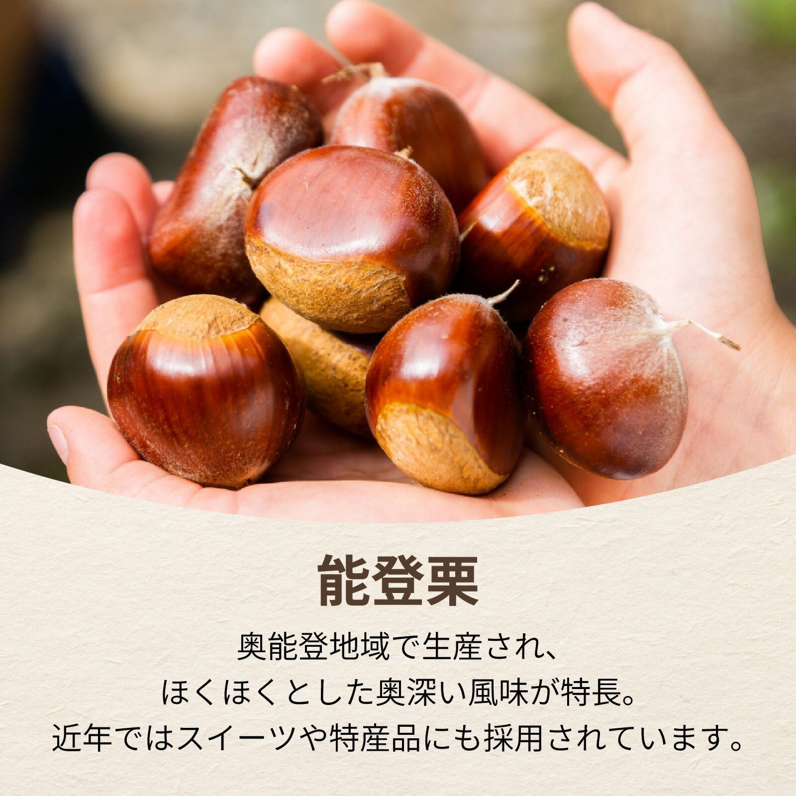 【ふるさと納税】【先行予約】牛谷内農園の能登栗（大粒）1.5kg～低温熟成させたあま～い能登栗～【2025年9月末より順次発送】/ 能登半島 奥能登 くり 生栗 マロン 和栗 焼き栗 栗ごはん 焼き栗 国産 果物 送料無料 サムネイル2