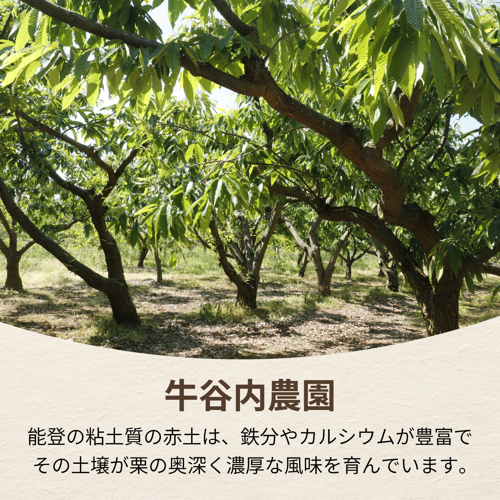 【ふるさと納税】【先行予約】牛谷内農園の能登栗（大粒）1.5kg～低温熟成させたあま～い能登栗～【2025年9月末より順次発送】/ 能登半島 奥能登 くり 生栗 マロン 和栗 焼き栗 栗ごはん 焼き栗 国産 果物 送料無料 サムネイル3