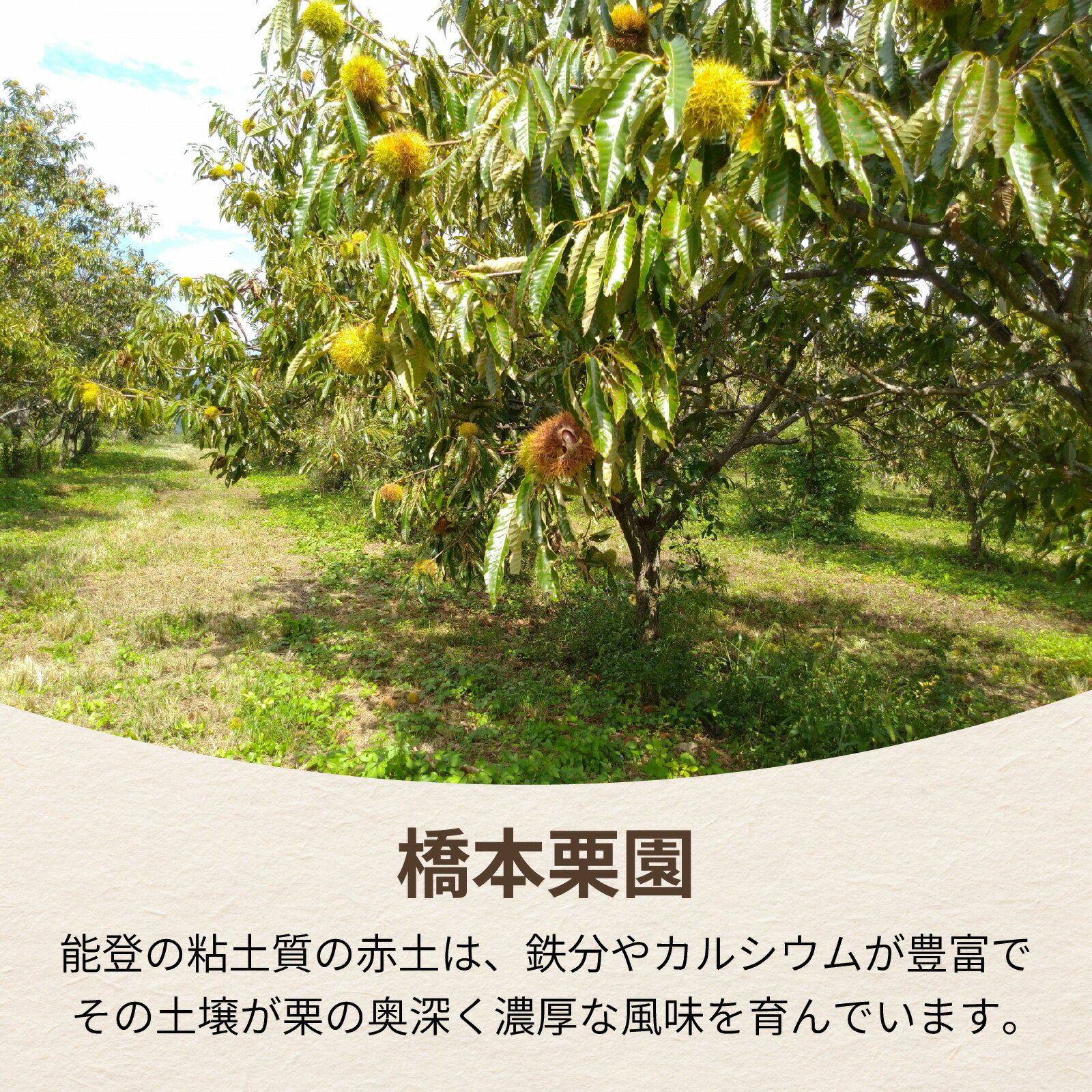 【ふるさと納税】橋本栗園の能登栗（むき栗） 250g × 2パック 計500g/ 能登半島 奥能登 くり マロン 和栗 焼き栗 栗ごはん 焼き栗 国産 果物 秋 スイーツ 甘露煮 皮むき サムネイル3