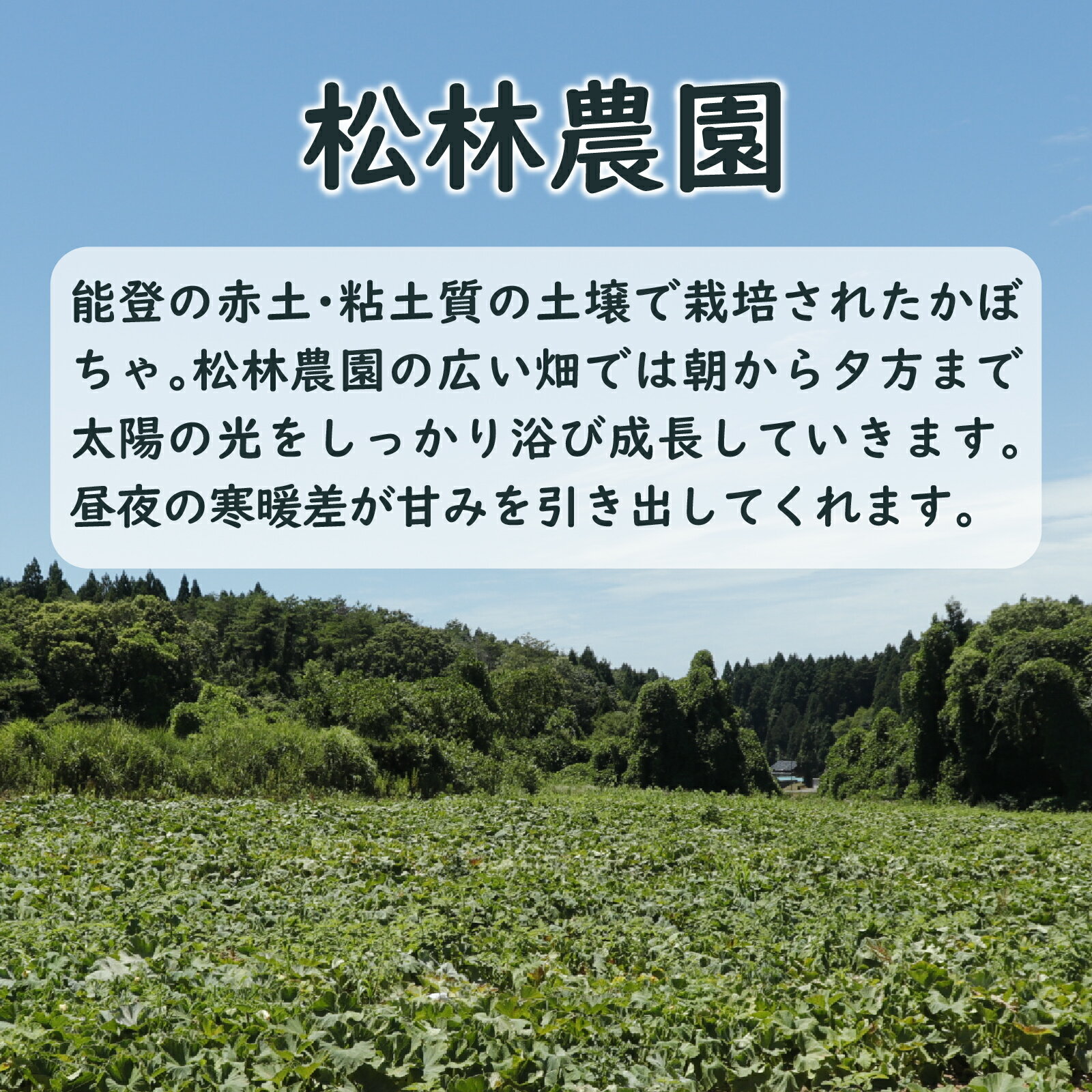 【ふるさと納税】【先行予約】奥能登 穴水産 「赤土 夏かぼちゃ」約10kg（約4個～7個）【2026年8月頃より順次発送】| 奥能登 能登半島 南瓜 カボチャ 国産 甘い 野菜 数量限定 旬 煮物 スイーツ お菓子 国産 - 画像2