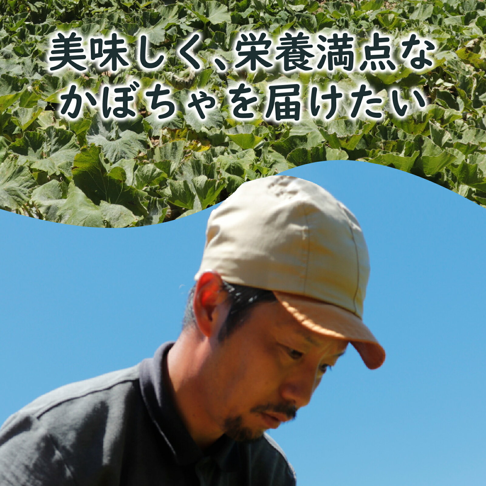 【ふるさと納税】【先行予約】奥能登 穴水産 「赤土 夏かぼちゃ」約10kg（約4個～7個）【2026年8月頃より順次発送】| 奥能登 能登半島 南瓜 カボチャ 国産 甘い 野菜 数量限定 旬 煮物 スイーツ お菓子 国産 - 画像3