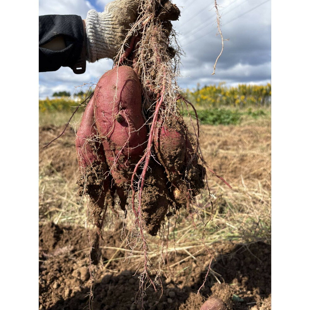 【復興支援】＜先行予約・2026年11月下旬から発送＞奥能登産シルクスィート 5キロ