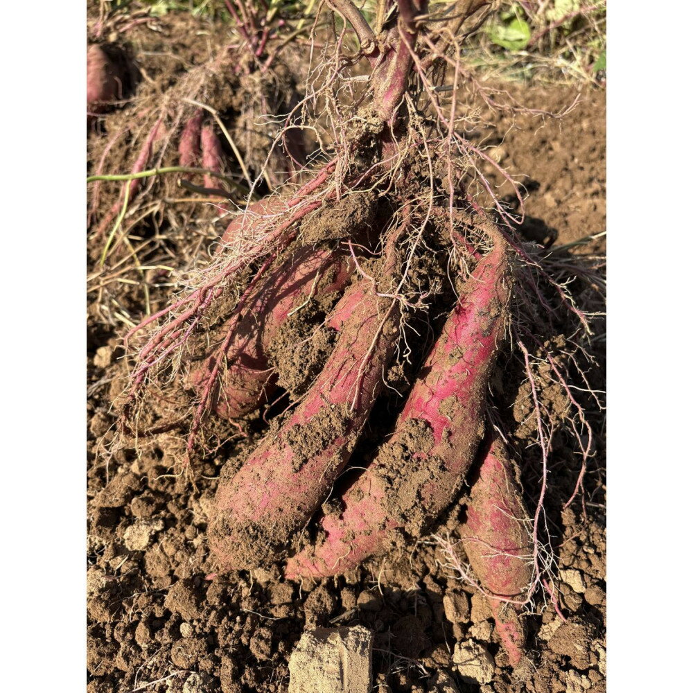 【ふるさと納税】【復興支援】＜先行予約・2026年11月下旬から発送＞奥能登産シルクスィート 5キロ - 画像3