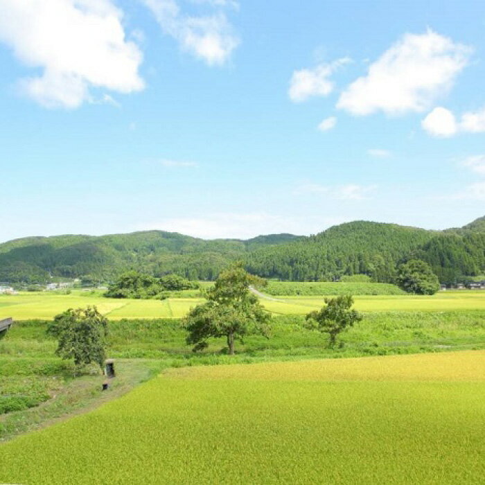 【ふるさと納税】【復興支援】5kgを4袋 まとめてお届け！こりゃまいじゃ精米(奥能登柳田地区限定コシヒカリ） | 支援 支援品 返礼 お土産 取り寄せ お取り寄せ グルメ お取り寄せグルメ ご当地 ご当地グルメ お米 米 国産米 ご飯 - 画像3