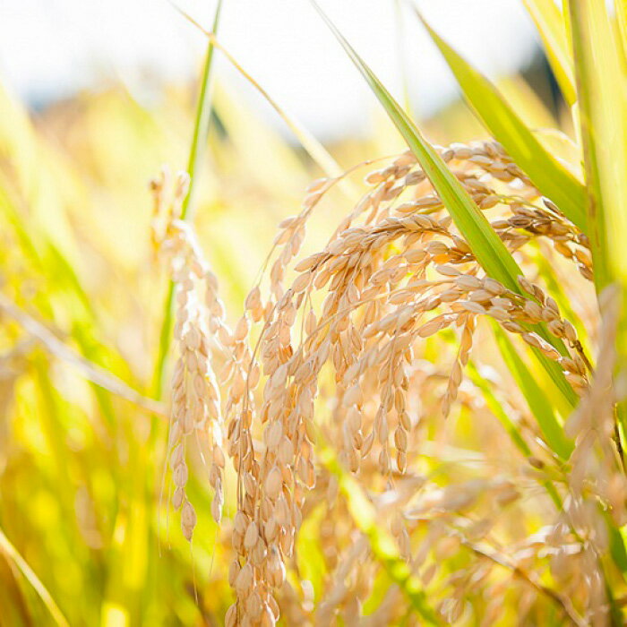 【ふるさと納税】【能登半島地震復興支援】むらのもちや　丸餅1升分 | 石川県 能登町 石川 能登 石川県能登町 ふるさと 納税 支援 支援品 返礼 食べ物 取り寄せ お取り寄せ グルメ お取り寄せグルメ ご当地 ご当地グルメ もち 餅 おもち お餅 特産品 名産 特産 名産品 - 画像3