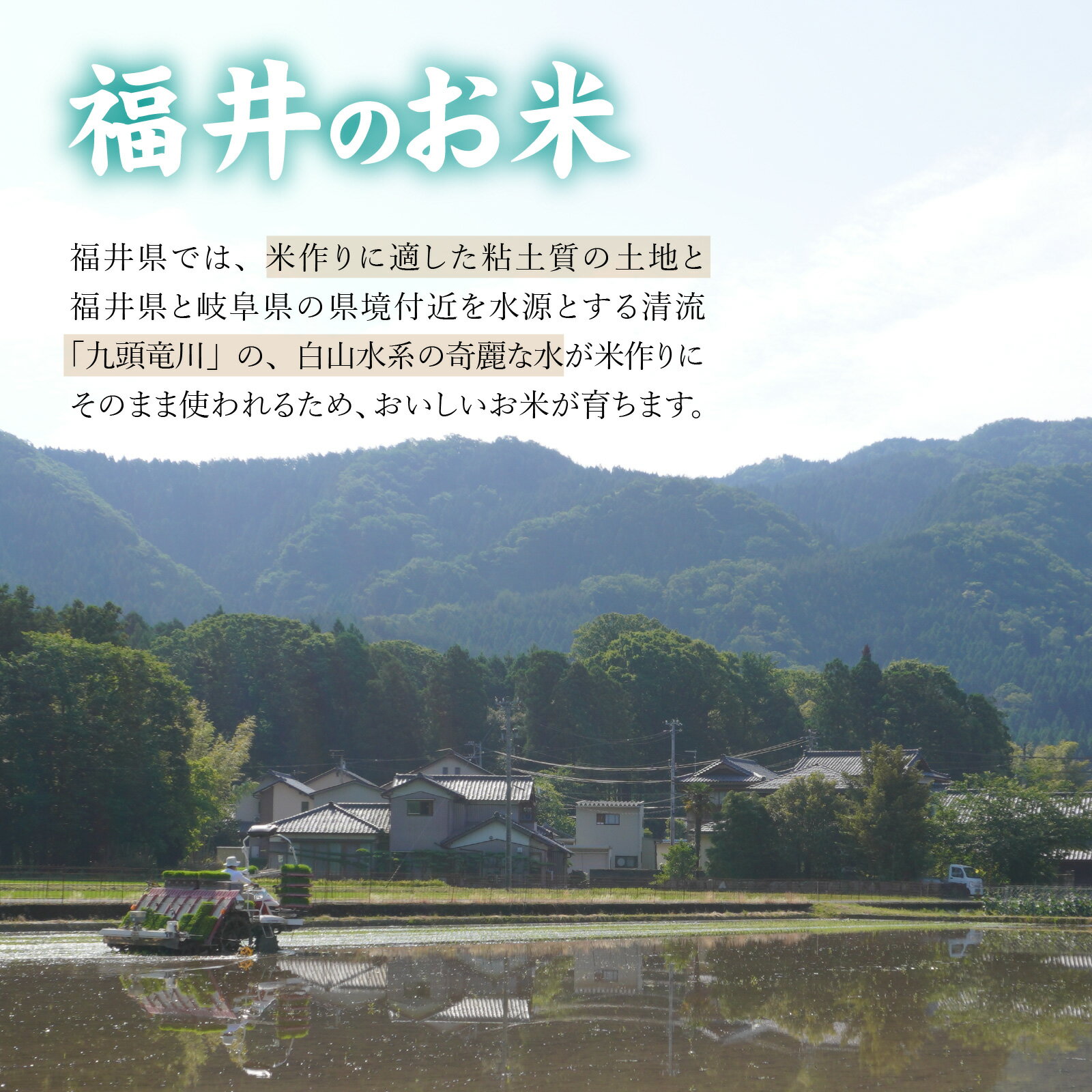 【ふるさと納税】【訳あり】令和7年産 万田酵素で育てた健康米 福井市産こしひかり5kg【訳あり】 [A-150002] / 精米 米 お米 コメ 送料無料 コシヒカリ 酵素 植物発酵食品 長期発酵 熟成 - 画像3