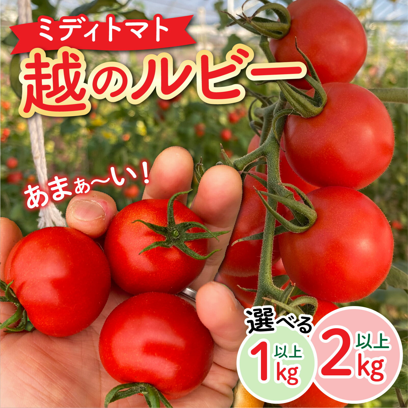 トマト フルーツトマト /【先行予約】 甘くて皮が薄く食べやすい　福井市産ミディトマト『越のルビー』【2026年6月上旬より順次発送予定】[A-180002] / トマト 1kg 2kg 農家直送 とまと ミニトマト 野菜 やさい 新鮮 産地直送 甘い 完熟 ミディトマト