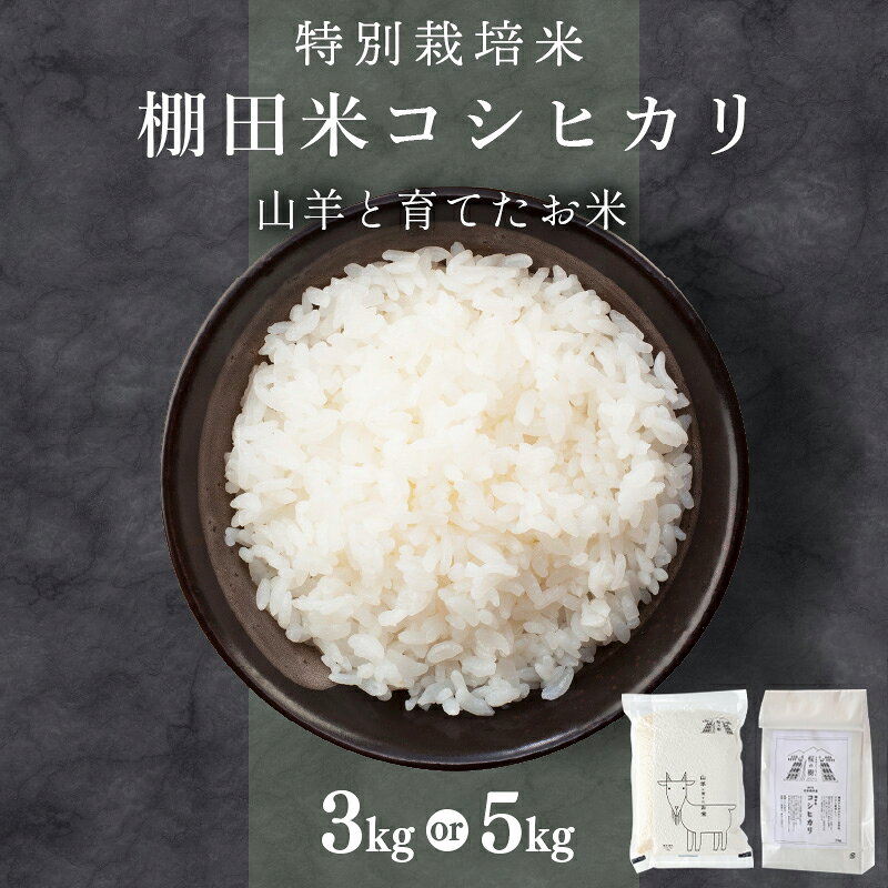 ★順次発送 令和7年産 ★ 福井県産 特別栽培米 『コシヒカリ』5kg / 3kg (単一原料米) ＜数量限定＞【山羊と育てた 福井のおいしいお米 お米 米 コメ 白米 精米 棚田米 ごはん ご飯 国産 北陸産 ブランド米 5kg 5キロ】