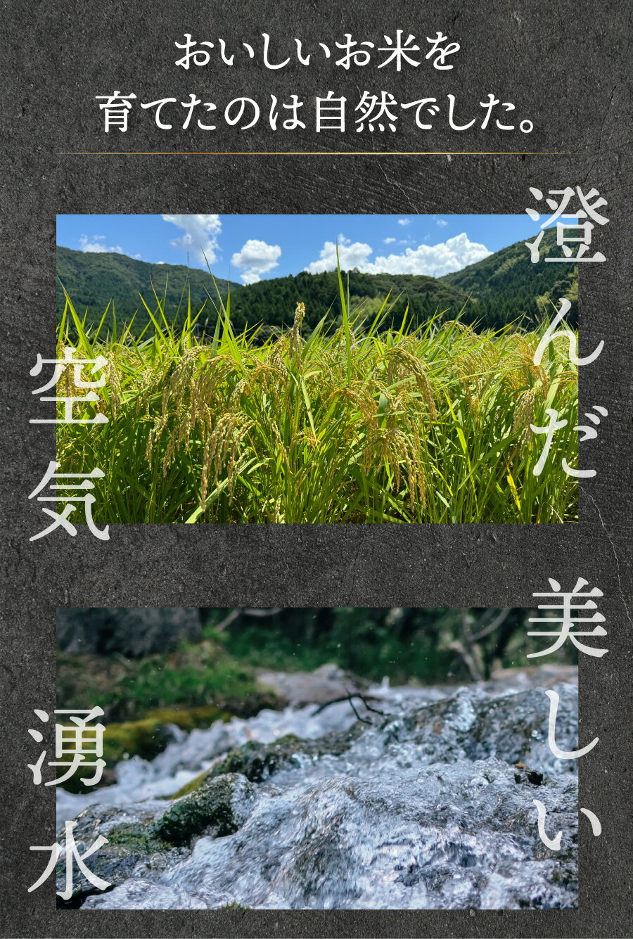 【ふるさと納税】福井県産 コシヒカリ 精米 / 無洗米 / 玄米 / 食べ比べセット ＜令和7年産 / 数量限定 ＞ [ 1kg / 5kg / 10kg / 20kg / 定期便 3〜12回 ]【ブランド米 米 コメ お米 白米 ご飯 こしひかり国産 お中元 お歳暮 ギフト 贈り物 贈答 NEW 新規】 - 画像3