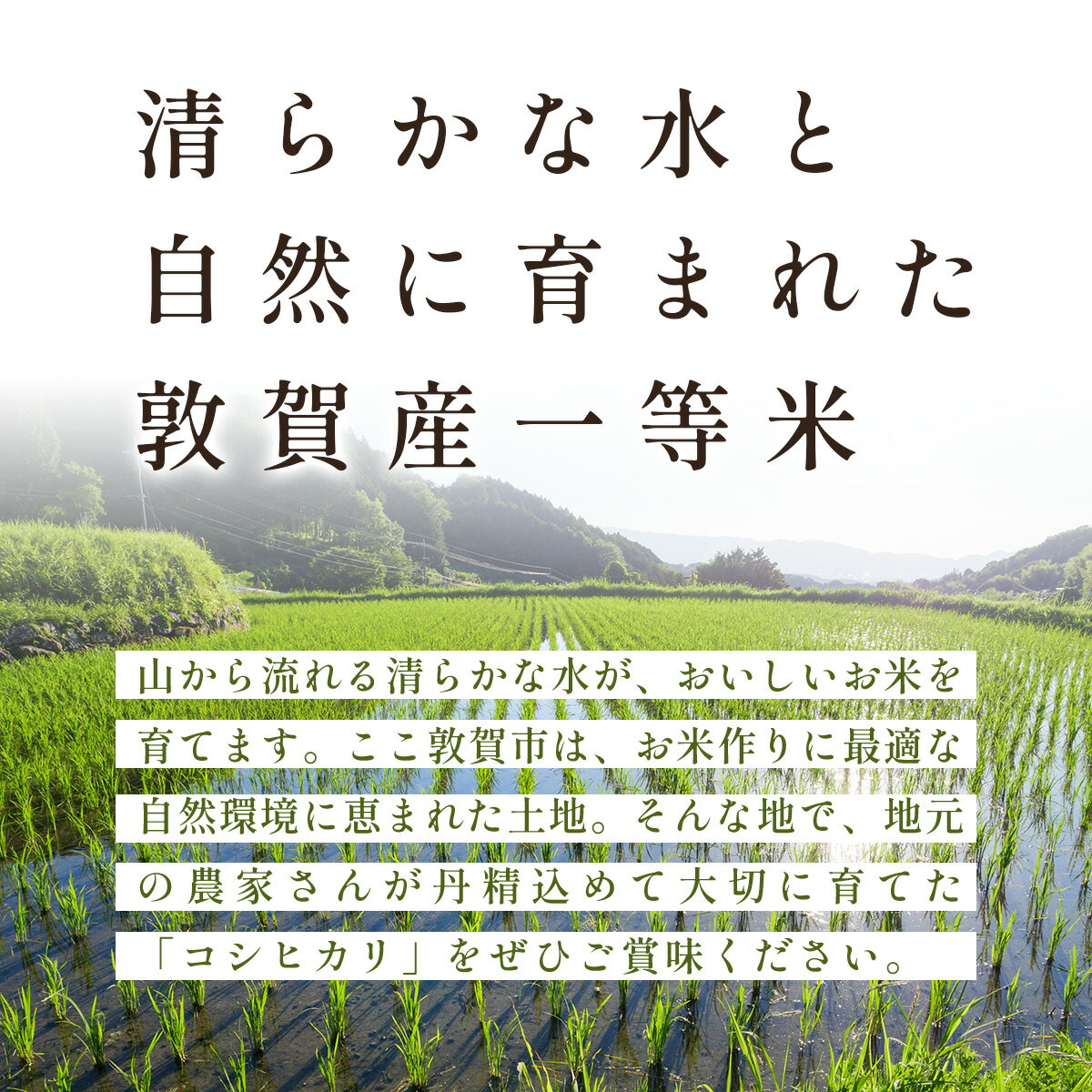 【ふるさと納税】＜令和7年産 / 数量限定 ＞ 福井県産 コシヒカリ 一等米 精米 5kg / 10kg【米 コメ お米 ブランド米 白米 精米 こしひかり 国産 北陸 5kg 10kg ご飯 ごはん 小分け 家庭用 ふるさと納税米】 - 画像3