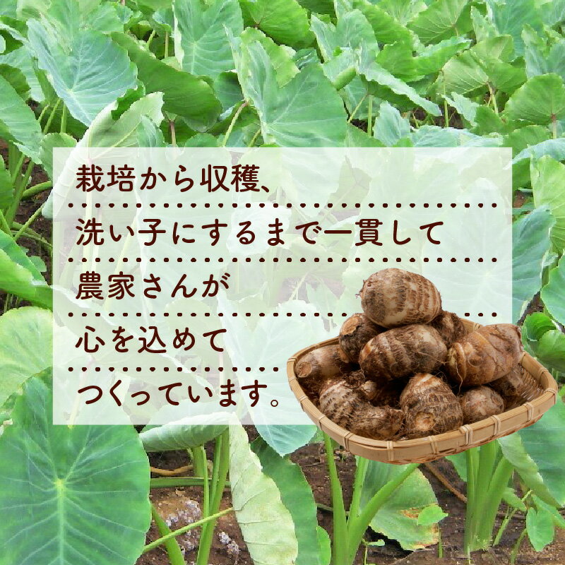 【ふるさと納税】皮むきいらず、煮っ転がしに最適！上庄の里芋の洗い子（冷蔵）2kg | ねっとりホクホク もっちり 小分け 使いやすさ 冷蔵 芋 イモ サトイモ 里芋 野菜 和食 便利 皮なし 送料無料 - 画像3