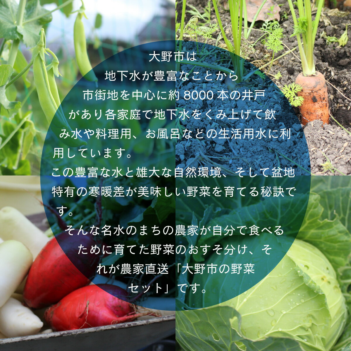 【ふるさと納税】【先行予約】【農家直送】「大野市の野菜セット」《農家が自分で食べるために育てた野菜のおすそ分け》[A-003017] - 画像3