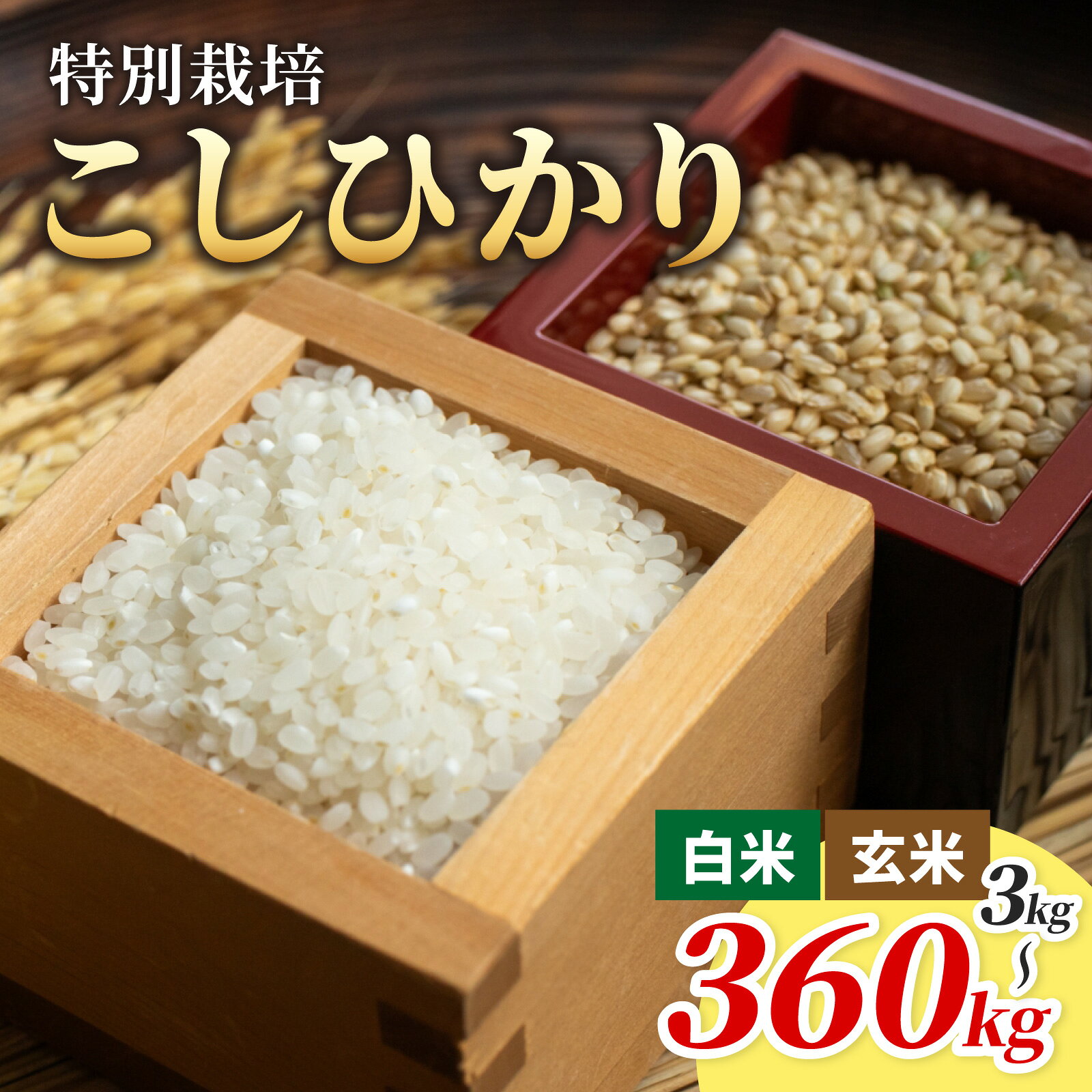 【選べる精米方法・内容量・お届け回数】【令和7年産】減農薬・減化学肥料 「特別栽培米」こしひかり－地球にやさしいお米－[B-003007]　 米定期便 福井県 福井 大野市