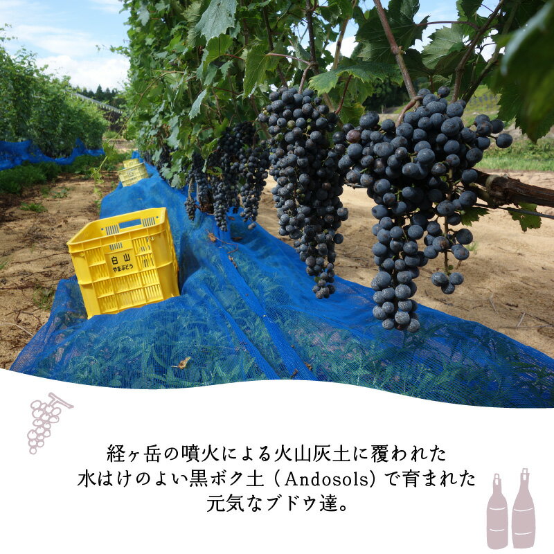 【ふるさと納税】Andosols赤ワイン&恐竜ワインセット【赤ワイン・お酒セット・詰め合わせ・ワイン・洋酒】 [D-021003] サムネイル3