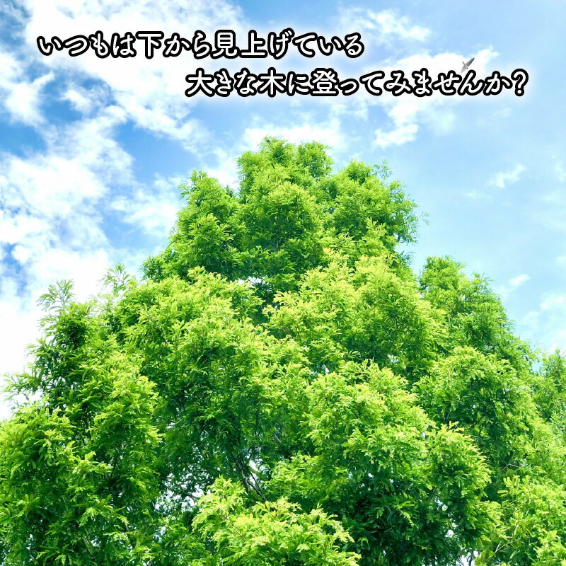 【ふるさと納税】ワクワク 木登り体験！ツリークライング＆森カフェ2名様分【体験チケット・クライミング・木登り】 [B-010001] - 画像3