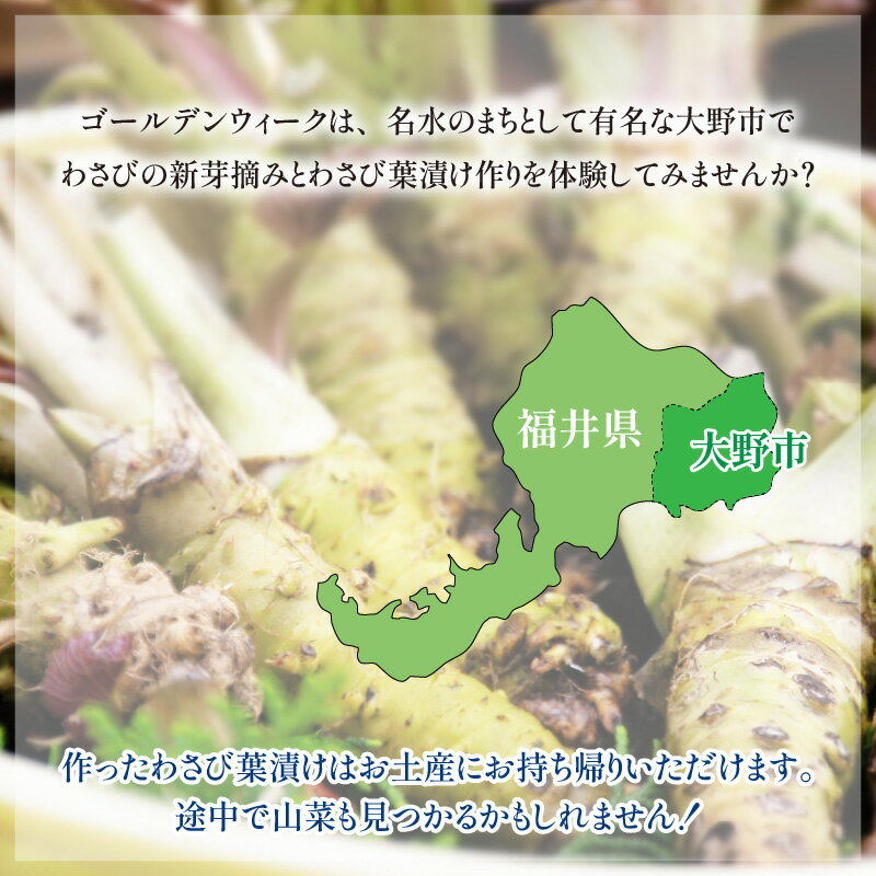 【ふるさと納税】【食事付き】わさび新芽摘みとわさび葉漬け体験（2名様分）【体験・ツアー・ガイド】 [D-006005] - 画像3
