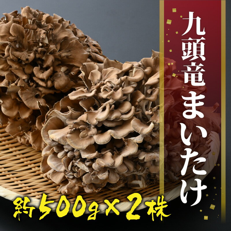 【ふるさと納税】九頭竜まいたけ 2株入り[A-038001]| まいたけ きのこ 舞茸 香り 最上級 歯ごたえ 天ぷら おすすめ 九頭竜 山菜 秋の味覚 冷凍保存 ビタミンD βグルカン - 画像2