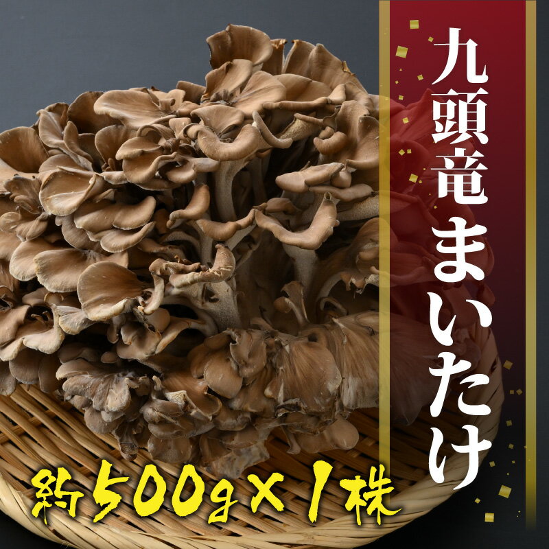 【ふるさと納税】九頭竜まいたけ 1株入り [A-038003]| まいたけ きのこ 舞茸 香り 最上級 歯ごたえ 天ぷら おすすめ 九頭竜 山菜 秋の味覚 ビタミンD βグルカン - 画像2