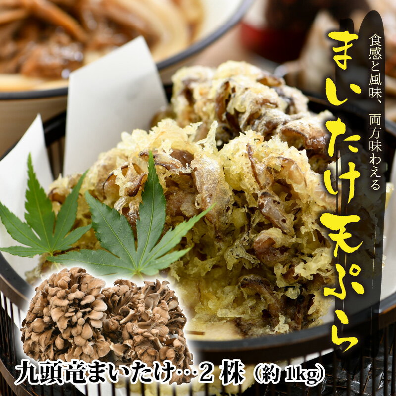 【ふるさと納税】九頭竜まいたけ と うま煮 ・ ごはんの素 など加工品セット(Bセット)[A-038005]| まいたけ 乾燥 ポン酢 炊き込みご飯 きのこ 舞茸 香り 最上級 歯ごたえ 天ぷら おすすめ 加工品 加工食品 九頭竜 秋の味覚 冷凍保存 山菜 ビタミンD βグルカン - 画像3