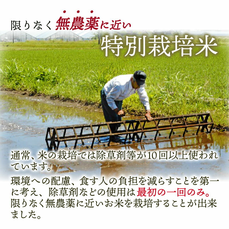 【ふるさと納税】【令和7年産】【無農薬に限りなく近い】ミルキークイーン 玄米 5kg 除草剤1回のみ・有機質肥料による特別栽培米 減農薬 化学肥料不使用 [B-030009] - 画像3
