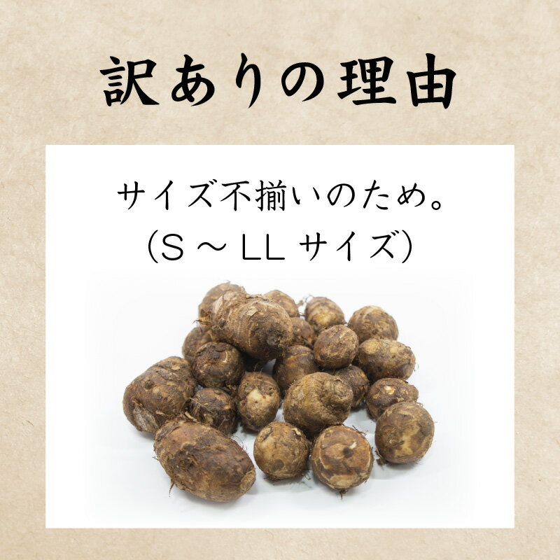 【ふるさと納税】【先行予約】【訳あり】越前大野産 「純ちゃん農園の里芋3kg」サイズS～LL寸【10月下旬より順次発送】 [A-074005]|和食 根菜 煮物 送料無料 サムネイル3