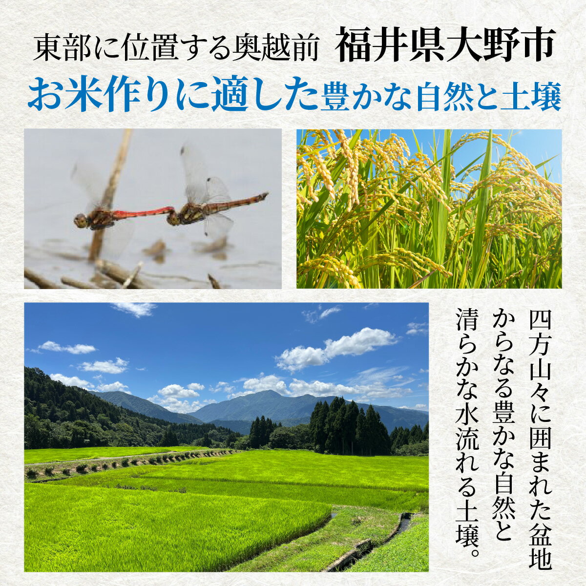 【ふるさと納税】【令和7年産】大野産コシヒカリ（白米）【大野ブランド米 名水育ち】|5kg 10kg お米 こしひかり コシヒカリ 白米 精米 おこめ ご飯 ごはん つや 艶 甘味 旨み 大野市産 福井県産 ブランド米 送料無料[A-097002] - 画像3