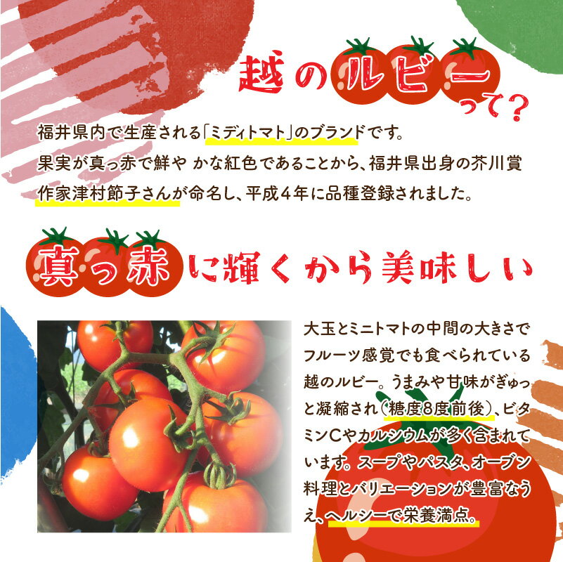 【ふるさと納税】鯖江市産 原木乾燥椎茸「越のてまり」& 越のルビーのトマトカレーセット / 国産 きのこ 調理 グルメ レトルト 完熟 ミディトマト [B-05002] - 画像3