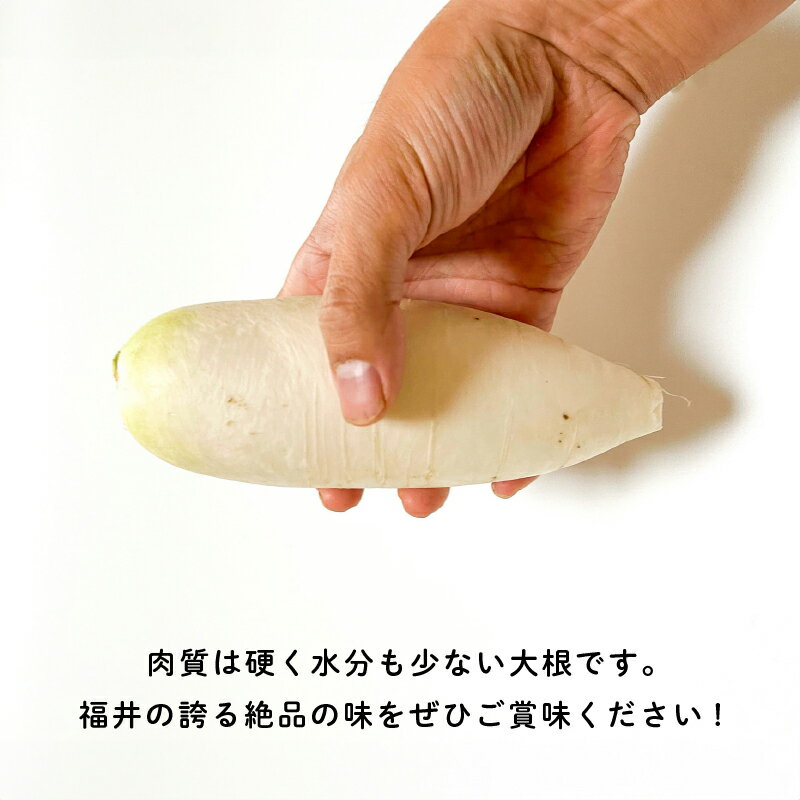 【ふるさと納税】おろしそばに最適! 福井県産 辛味大根 2kg [A-10204]/おろしそば 辛味大根 美味しい野菜 薬味 - 画像3