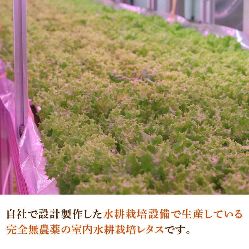 【ふるさと納税】採れたてフレッシュな無農薬リーフレタス 8個入り [A-14603] / レタス 野菜 サラダ 生野菜 無農薬 水耕栽培 洗わない 料理 ランチ ご飯 福井県鯖江市 - 画像2