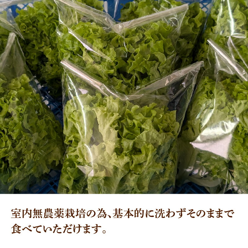 【ふるさと納税】採れたてフレッシュな無農薬リーフレタス 8個入り [A-14603] / レタス 野菜 サラダ 生野菜 無農薬 水耕栽培 洗わない 料理 ランチ ご飯 福井県鯖江市 - 画像3